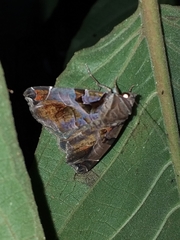 Calyptis semicuprea