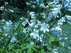 Bombus fervidus