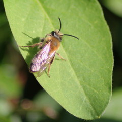 Andrena haemorrhoa