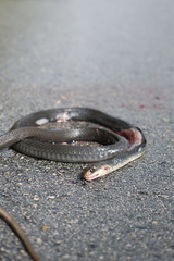 Coluber constrictor paludicola image
