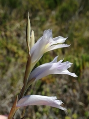 Gladiolus martleyi
