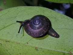 Hemiplecta