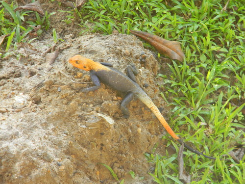 Rainbow Agama