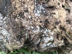 Arachnopeziza delicatula