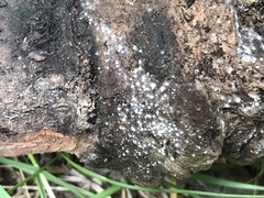 Arachnopeziza delicatula