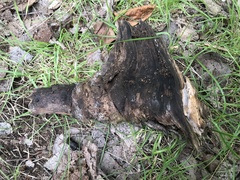 Arachnopeziza delicatula