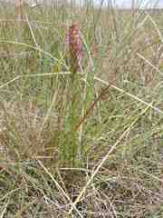 Disa aequiloba