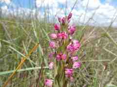 Disa aequiloba
