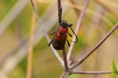 Purpuricenus dimidiatus