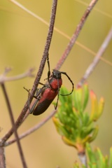 Purpuricenus dimidiatus