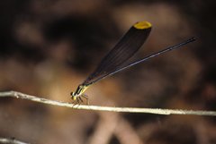 Microstigma