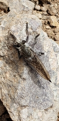 Promachus albifacies