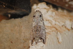 Strigocossus moderata