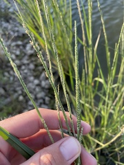 Setaria geminata