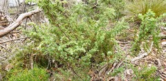 Pultenaea involucrata