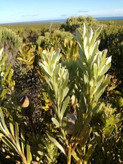 Leucadendron meridianum