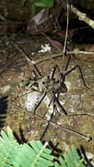 Macropophora accentifer