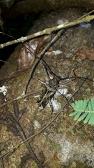 Macropophora accentifer