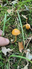 Gliophorus