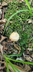 Gliophorus