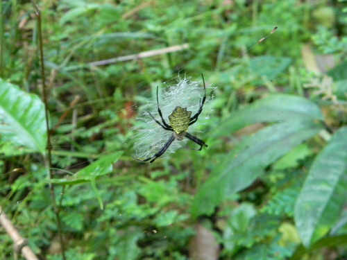 Argiope flavipalpis
