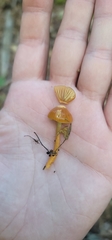 Gliophorus