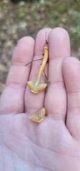 Gliophorus