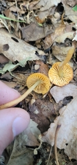 Gliophorus