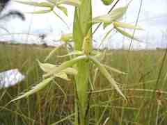 Centrostigma clavatum