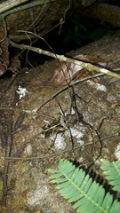 Macropophora accentifer