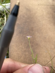 Erigeron tenuis