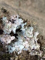 Physcia atrostriata