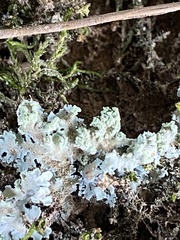 Physcia atrostriata