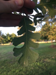 Quercus lobata