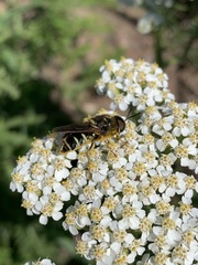 Stratiomys badia