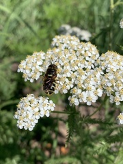 Stratiomys badia