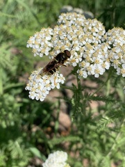 Stratiomys badia