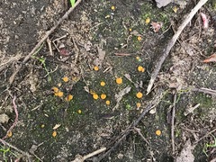 Ramsbottomia asperior