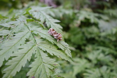 Euchalcia variabilis