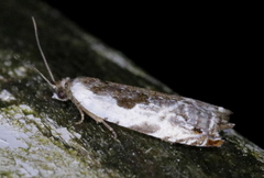Ancylis nubeculana