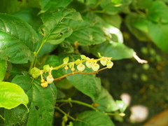 Gaultheria shallon