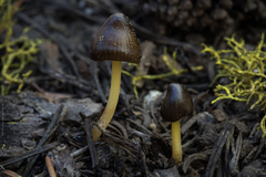 Mycena nivicola
