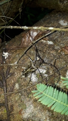 Macropophora accentifer