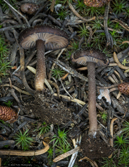 Pseudoomphalina angelesiana