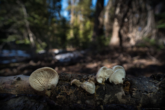 Lentinellus montanus