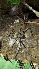 Macropophora accentifer