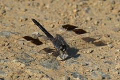 Brachythemis impartita