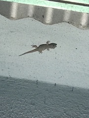 Hemidactylus frenatus