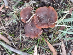 Tubaria rufofulva