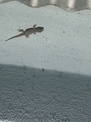 Hemidactylus frenatus